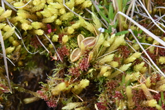 Pinguicula villosa