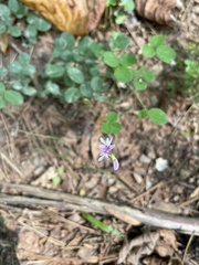 Lespedeza procumbens