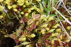 Pinguicula villosa