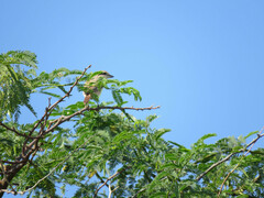Lanius phoenicuroides