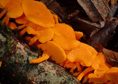 Favolaschia claudopus