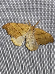 Falcaria lacertinaria