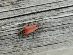 Anthocomus rufus