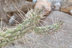 Austrocylindropuntia subulata
