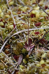 Pinguicula villosa