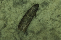 Pyla fusca