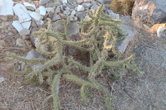Austrocylindropuntia subulata