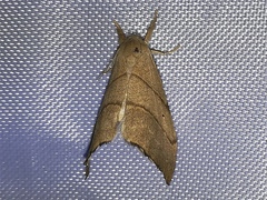 Falcaria lacertinaria