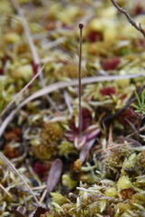 Pinguicula villosa