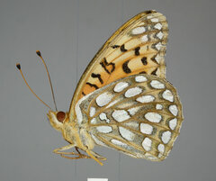 Speyeria edwardsii