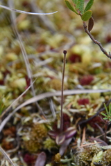 Pinguicula villosa