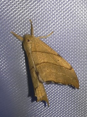 Falcaria lacertinaria