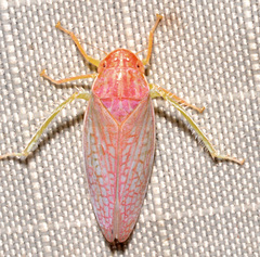 Gyponana gladia