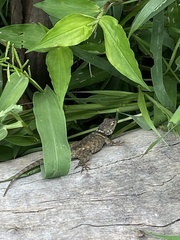 Sceloporus mucronatus