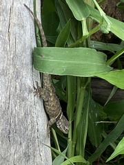 Sceloporus mucronatus