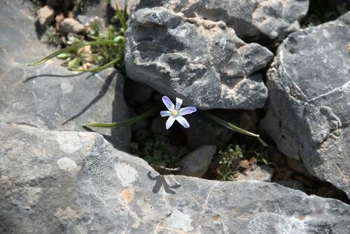 Scilla nana