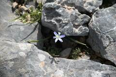 Scilla