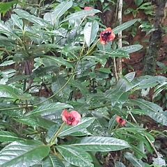 Palicourea elata