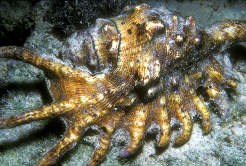 Millipede Spider Conch
