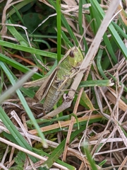 Chorthippus albomarginatus