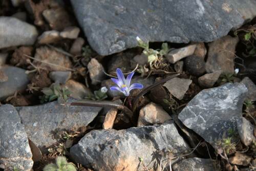 Scilla nana