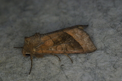Hydraecia micacea