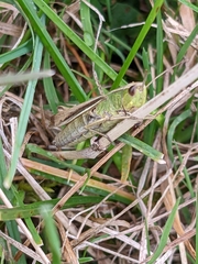 Chorthippus albomarginatus