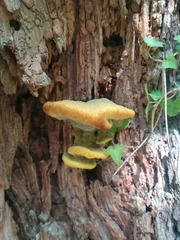 Phaeolus