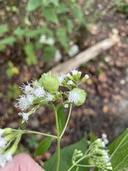 Schizomyia eupatoriflorae
