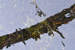 Ranunculus circinatus