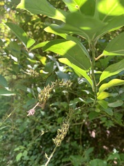 Itea