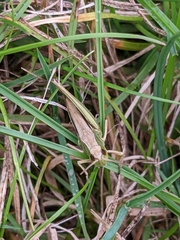 Chorthippus albomarginatus