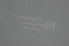 Carybdea marsupialis