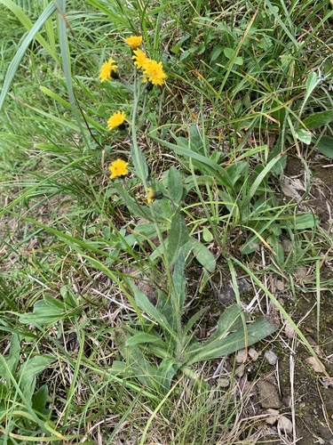 Hieracium japonicum iNat (3)