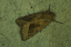Hydraecia micacea