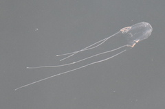 Carybdea marsupialis