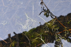 Ranunculus circinatus