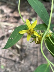 Helianthus microcephalus
