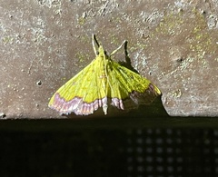Isocentris filalis