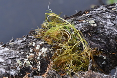 Ranunculus circinatus