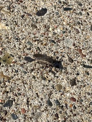 Hypselonotini