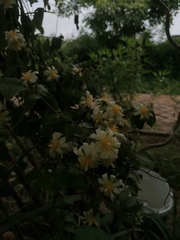 Pereskia aculeata