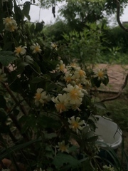 Pereskia aculeata