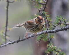 Emberiza pusilla