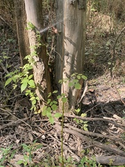 Thalictrum pubescens