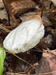 Hypomyces chrysospermus