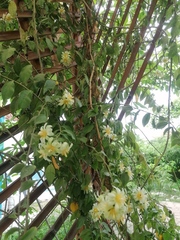 Pereskia aculeata