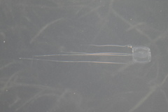 Carybdea marsupialis