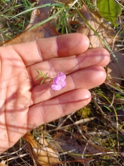 Agalinis tenuifolia