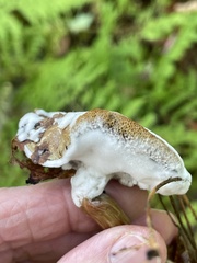 Hypomyces chrysospermus